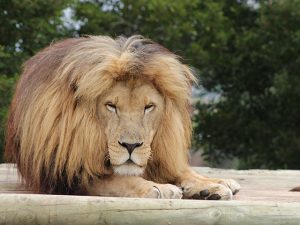 George Wildlife Park Predator Park