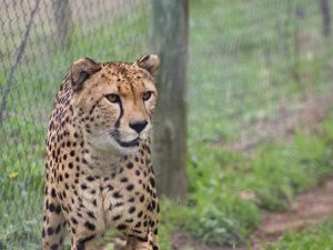 George Wildlife Park Predator Park