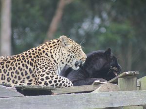 George Wildlife Park Predator Park