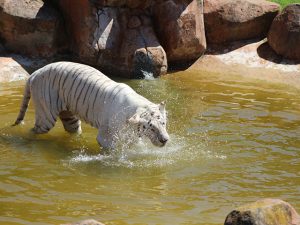 George Wildlife Park Predator Park