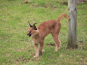 George Wildlife Park Predator Park