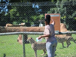 George Wildlife Park Predator Park