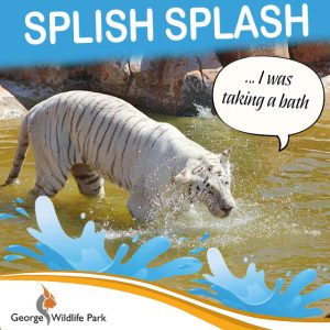 Bengal Tiger Taking a Bath in George